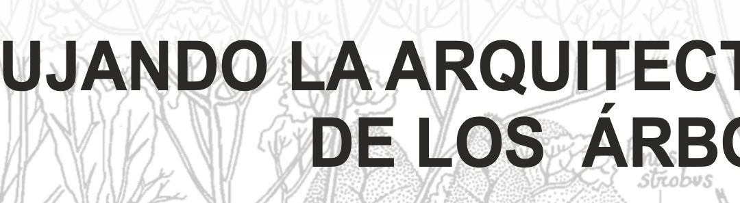 DIBUJANDO LA ARQUITECTURA DE LOS ÁRBOLES CON FRANCIS HALLÉ. 13 NOVIEMBRE 2021. PRESENCIAL Y ONLINE
